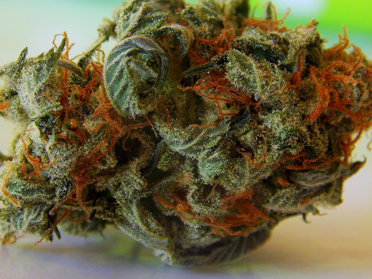 cannabis dispensary toronto4