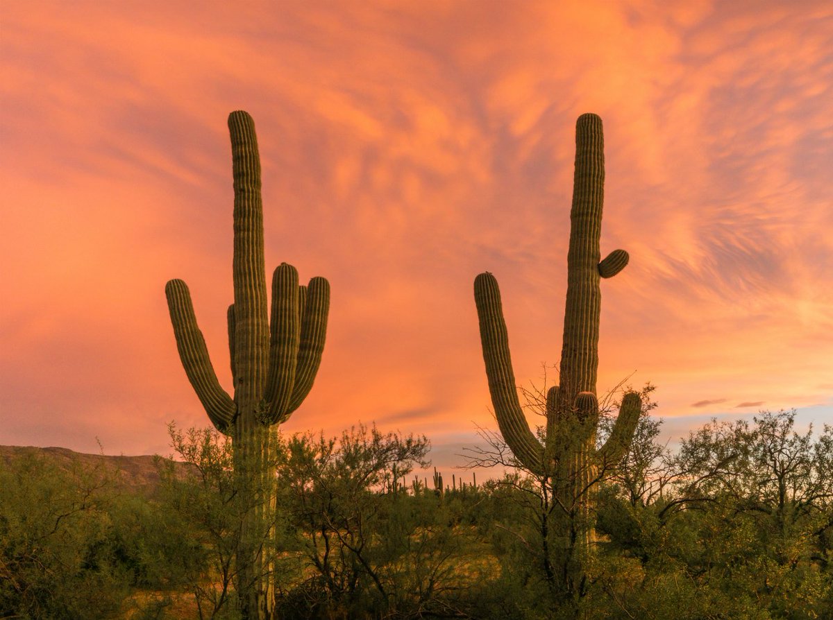 Saguaro Cactus