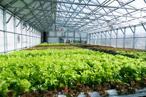 Qatar Greenhouse Market